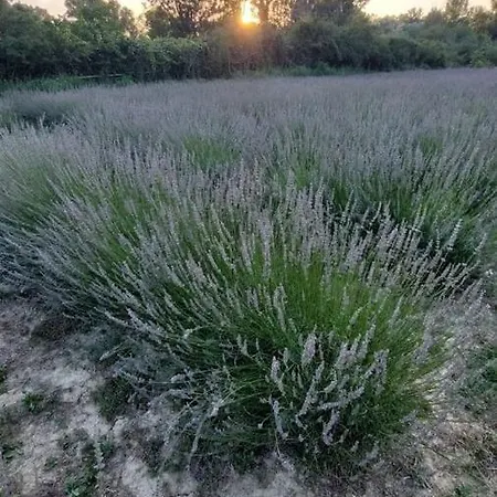 Terrapia Farm stay Moscufo