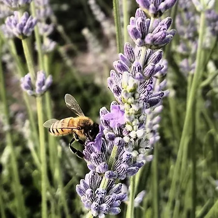 Terrapia Moscufo