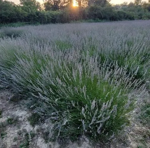 Terrapia Gospodarstwo agroturystyczne Moscufo