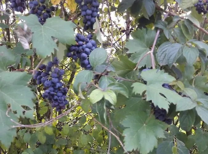 Terrapia Gospodarstwo agroturystyczne